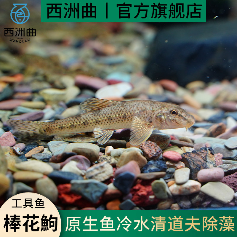 速发冷水清道夫观赏鱼鱼缸清洁鱼棒花鱼洁生鱼底层清原小型垃圾鱼