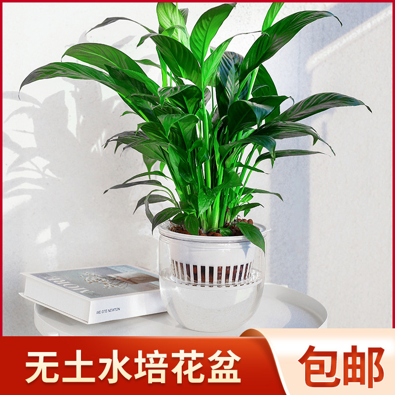 速发新款创意水养水培瓶植物透明塑料器盆容器绿萝白掌圆形花皿桌