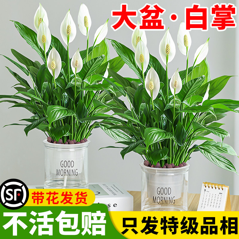 速发白卉盆栽一帆风箩绿萝顺花掌植物室内花水培红掌绿植发财树吸