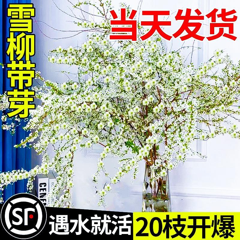 速发雪柳支枝水花干枝鲜懒人绿植物室内遇水养开培卉重瓣盆栽插花