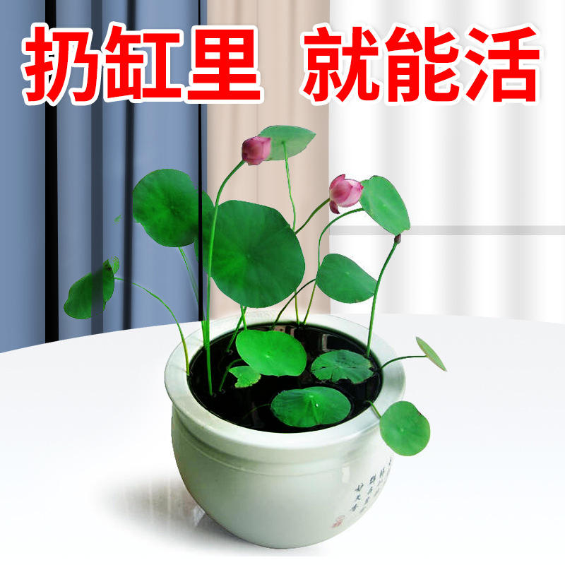速发2碗2新款鱼缸荷型客厅台小鱼池0莲水培植物水养睡莲小花籽K04