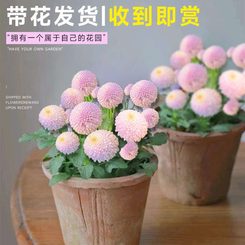 速发乒乓开花苗菊花盆栽花卉雪物室内台好养易活四季菊花不断蓝植