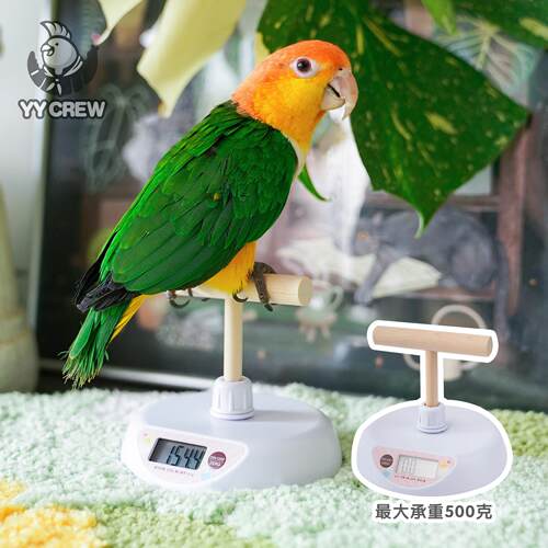 鹦鹦队 优嗖鹦鹉T型站杆体重计可拆卸小型平台站架牡丹玄凤鸟用品