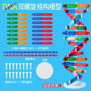 DNA分子双螺旋结构模型生物教具小学生自然生命科学DIY手工材料初高中碱基对遗传变异基因染色体双链实验器材