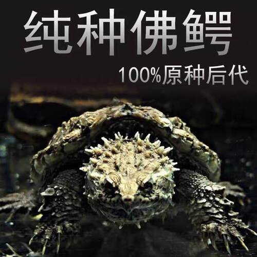 原种纯佛鳄龟国产纯佛鳄龟高背头大爆刺 活体宠物观赏宠物