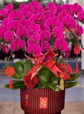 北京同城配送年宵花蝴蝶兰花带花苞盆栽元旦春节开业送礼花卉盆栽