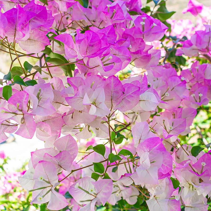 天狼 三角梅 喜光好养室外庭院花园多年生爬藤木本植物花卉盆栽