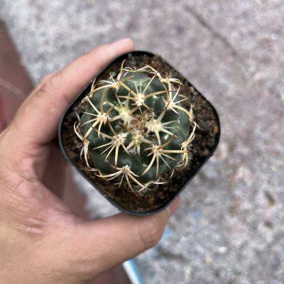 铁罗汉仙人球稀有品种天司趣味冷门多肉植物开花仙人掌桌面室内花