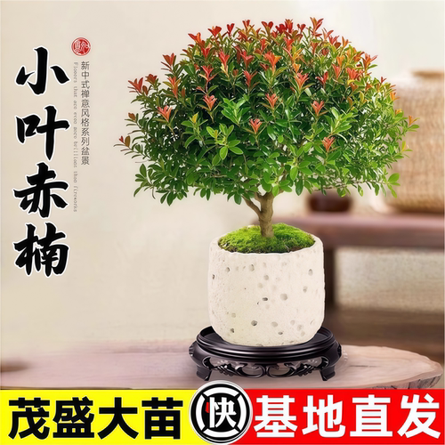 小叶赤楠老桩盆栽客厅桌面盆栽