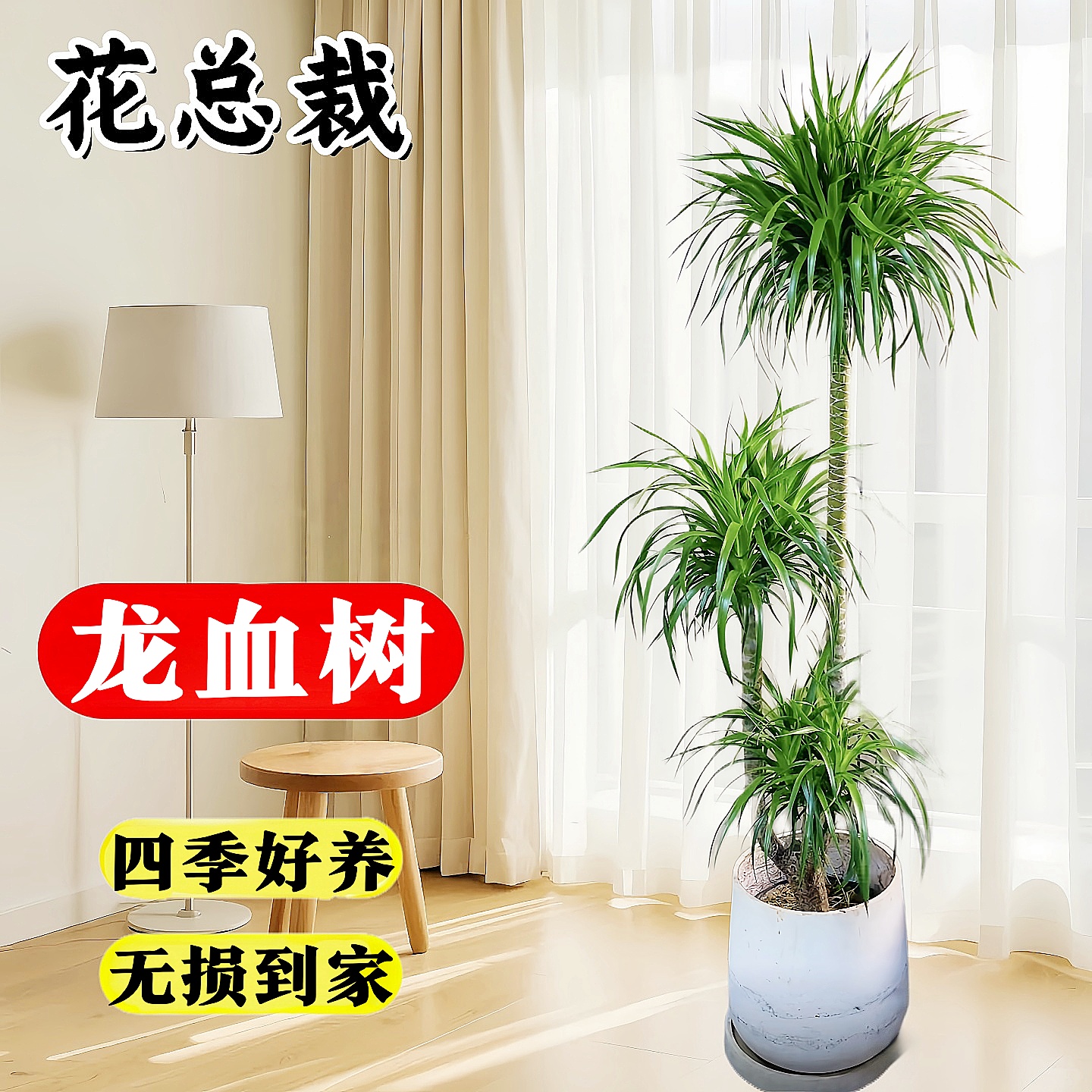 龙须树盆栽大型客厅多头绿植室内