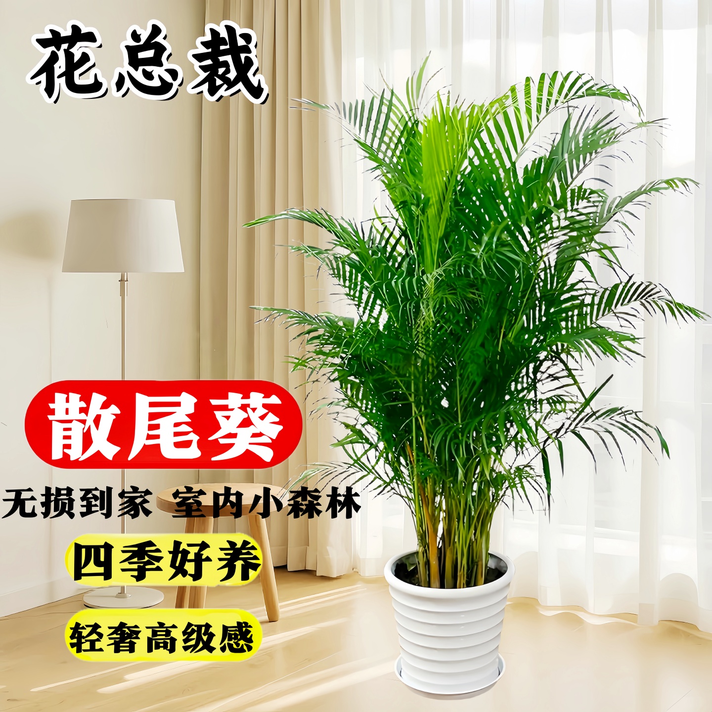 散尾葵绿植物客厅大型盆栽夏威夷凤尾竹办公室内富贵椰子四季好养