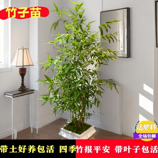 竹子盆栽苗庭院绿植耐寒南天竹紫竹黄金竹罗汉竹水培旺宅四季植物