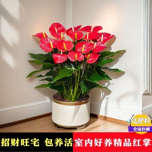 水培养红掌盆栽带花卉室内四季 好养大盆红掌盆栽绿植物大鸿运当头