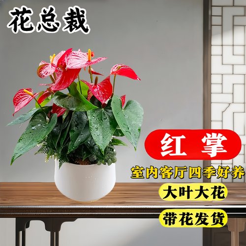 红掌盆栽带花绿色植物盆栽