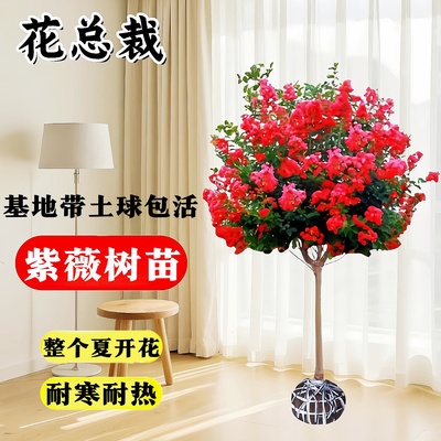 红花紫薇树苗庭院花卉植物