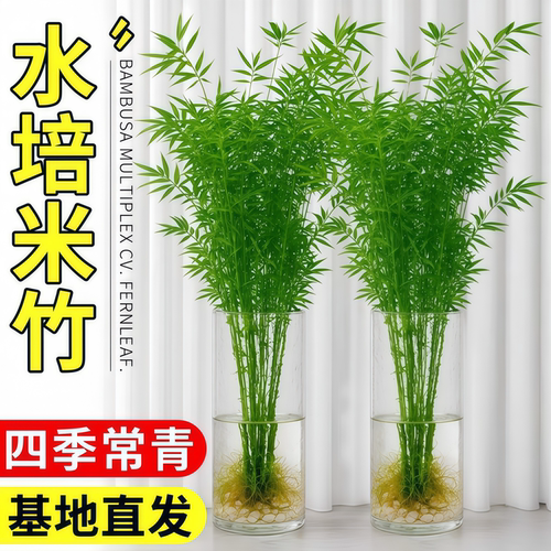水培米竹室内盆栽植物水养观音竹