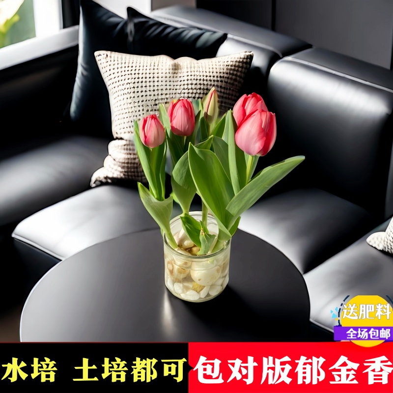 郁金香种球盆栽水培桌面植物花卉种子阳台荷兰进口自然球耐寒土培