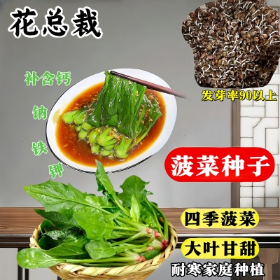 菜籽耐热耐寒秋红根四季易种抗病