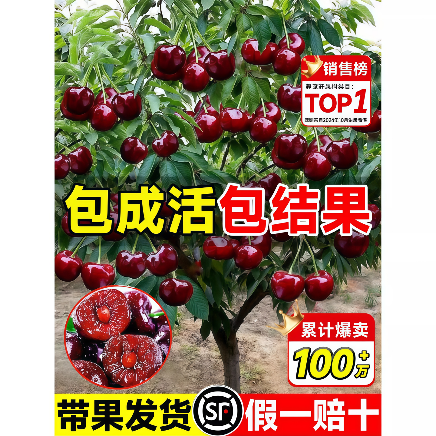 正宗车厘子树苗大樱桃树苗果树