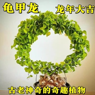 南非龟甲龙植物种子球根块多肉高端稀有贵货爬藤垂挂类小绿植盆栽