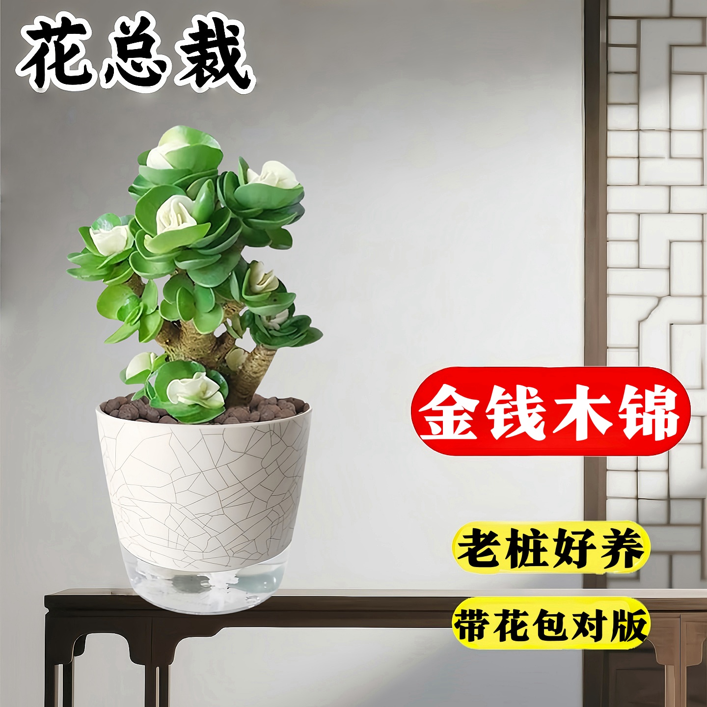 多肉四季绿植花卉客厅好养活室内