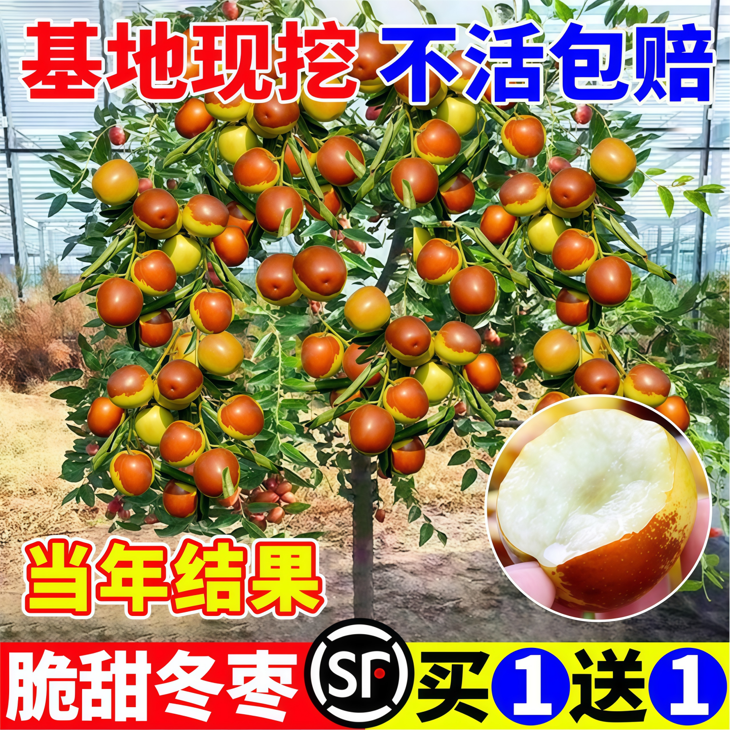 冬枣树苗特大活苗嫁接特大