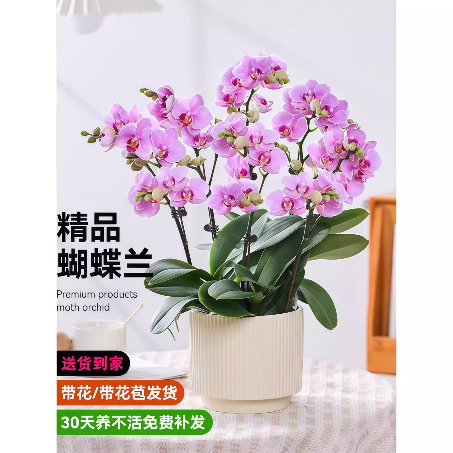 梦幻蝴蝶兰盆栽带花苞客厅办公室