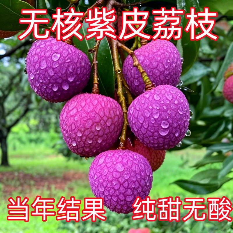 纯甜大果紫色无核荔枝优质嫁接苗带土带叶四季南北可种盆栽地栽