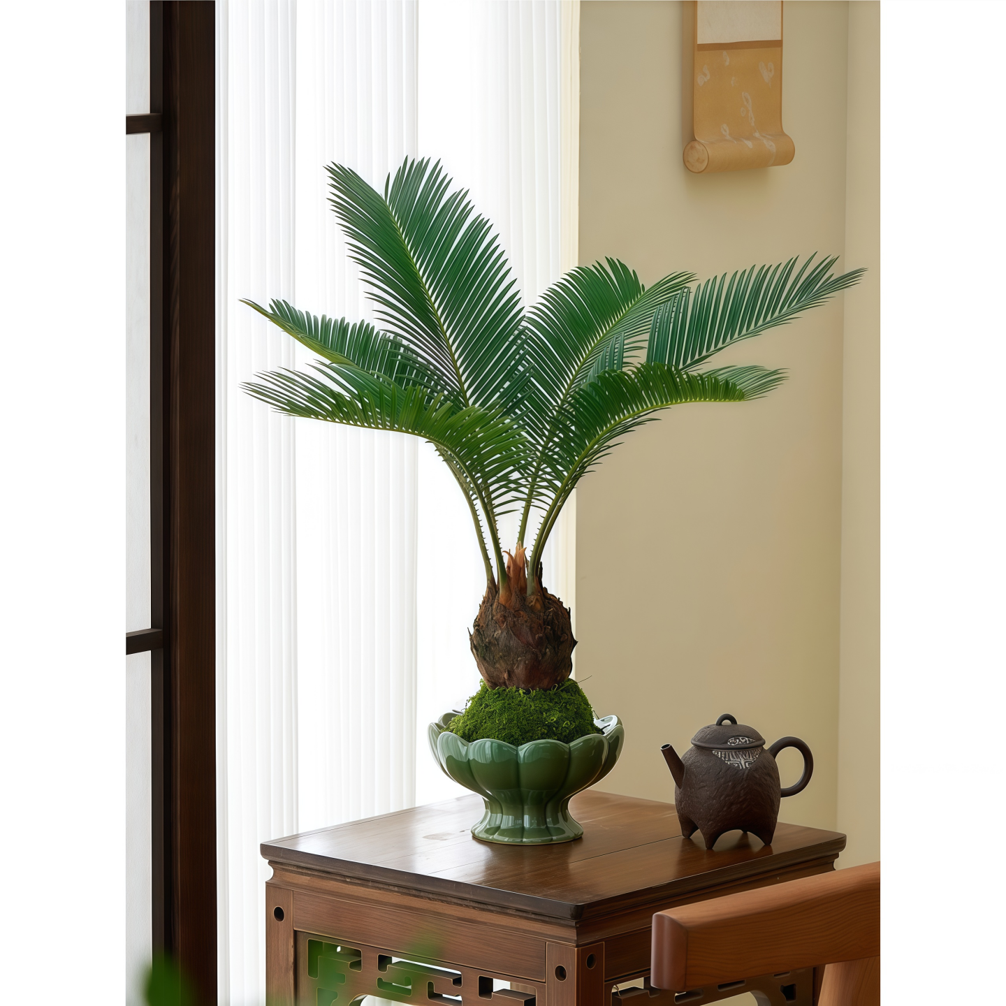 苔藓球铁树水培植物四季常青好养