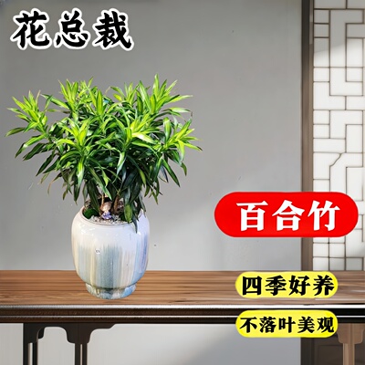 百合竹小苗客厅绿植高端室内