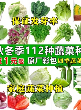 四季蔬菜种子适合秋播种植青菜生菜香菜菠菜萝卜阳大台菜籽种孑全