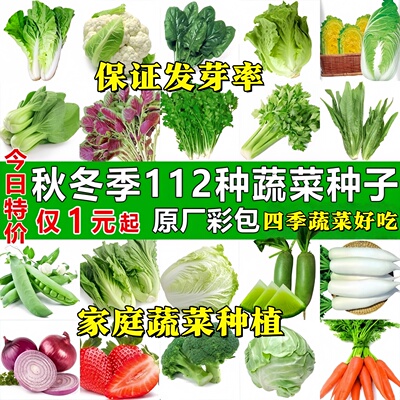 四季蔬菜种子适合秋播种植青菜生菜香菜菠菜萝卜阳台菜籽种孑大全