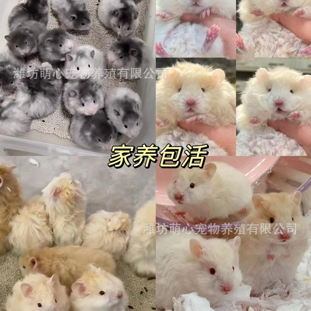 波利熊 品种齐全 温顺易上手导宠物 厂家供应