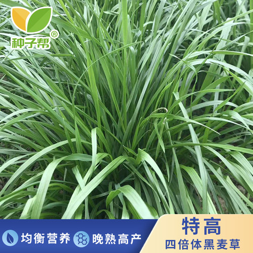 种子帮精选特高四倍体黑麦草种子