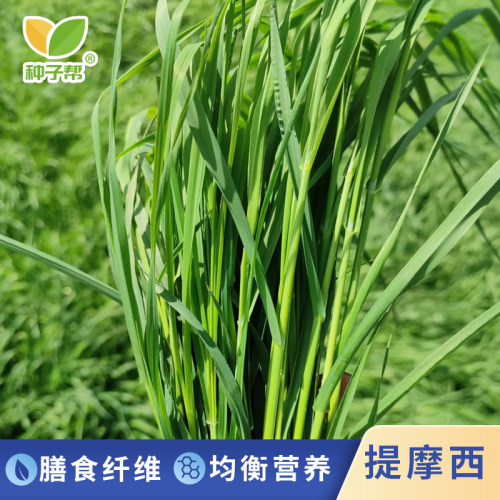 种子帮精选提摩西种子