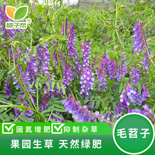 种子帮精选毛苕子种子