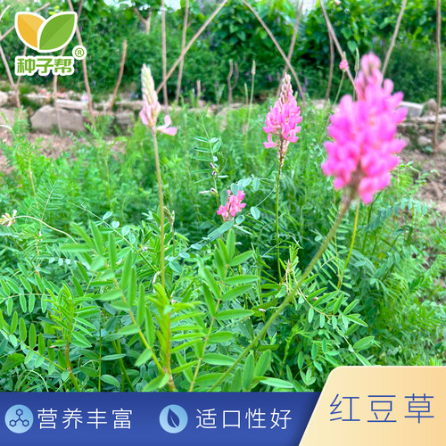 种子帮精选红豆草种子