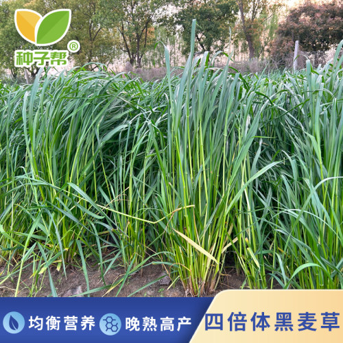 种子帮精选黑麦草种子