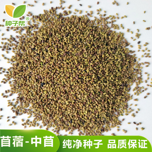 种子帮精选中苜一号紫花苜蓿种子