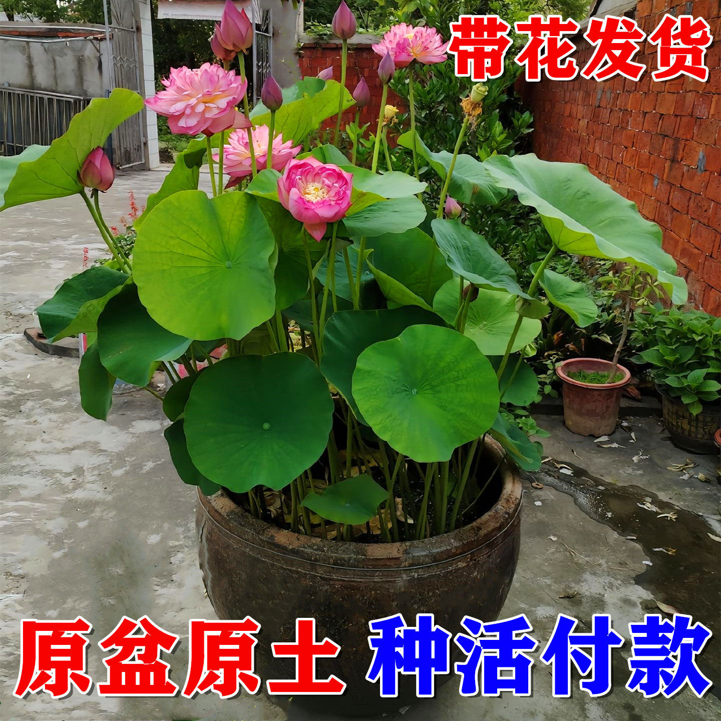 成品荷花苗带盆莲藕根苗水缸盆栽大型莲花藕观赏水培水养池塘碗莲