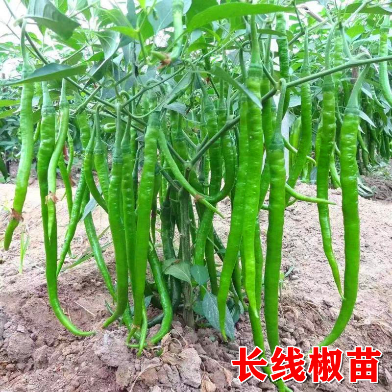 高产线椒辣椒苗长青椒尖椒二荆条南方春季菜种籽子孑盆栽蔬菜苗秧