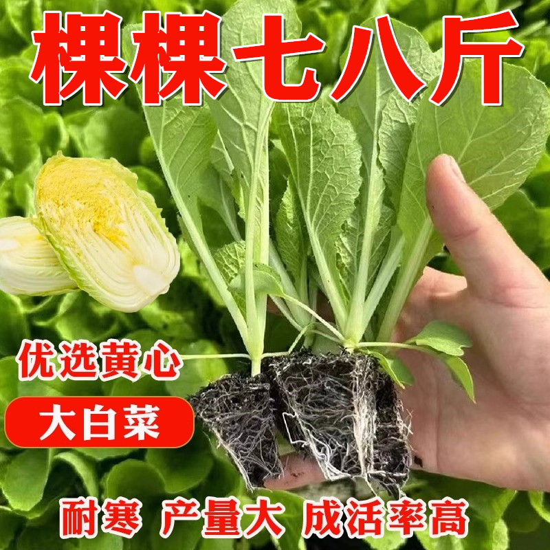 黄心大白菜苗娃娃菜花菜秧苗青梗松花菜苗西兰花苗秋冬耐寒蔬菜苗