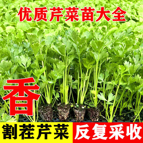芹菜苗秧批发本地山东寿光水果老品种四季小香芹苗新鲜菜苗大全