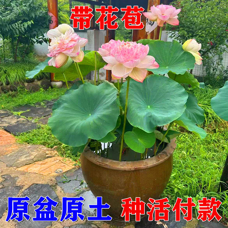 成品荷花苗带盆莲藕根苗水缸盆栽大型莲花藕观赏水培水养池塘碗莲