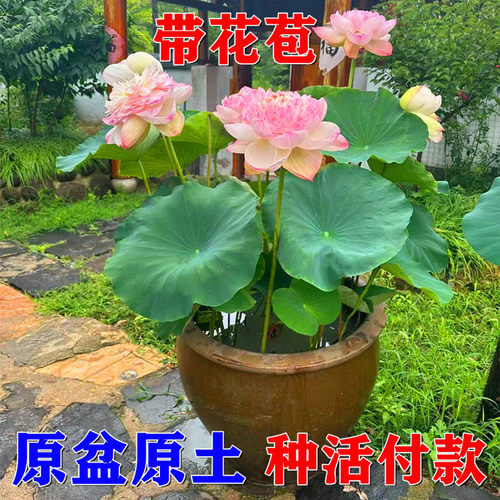 成品荷花苗带盆莲藕根苗水缸盆栽大型莲花藕观赏水培水养池塘碗莲