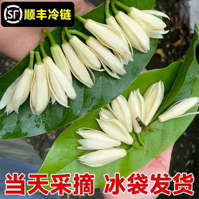 白兰花鲜花花朵当天采摘黄角兰现摘现发白玉兰缅桂花纯露精油泡酒