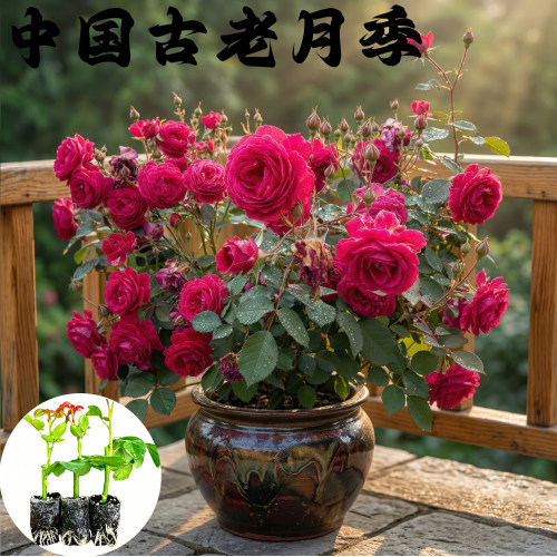 中国古老月季月季花苗小苗大花浓香品种月季苗阳台庭院绿植花卉