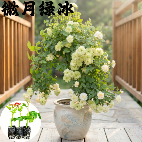微月绿冰月季花苗小苗大花浓香品种月季苗阳台庭院绿植盆栽花卉