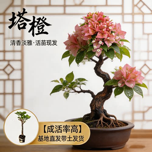 【塔橙】热门三角梅盆栽重瓣多色耐寒阳台高飘开花四季勤花树苗