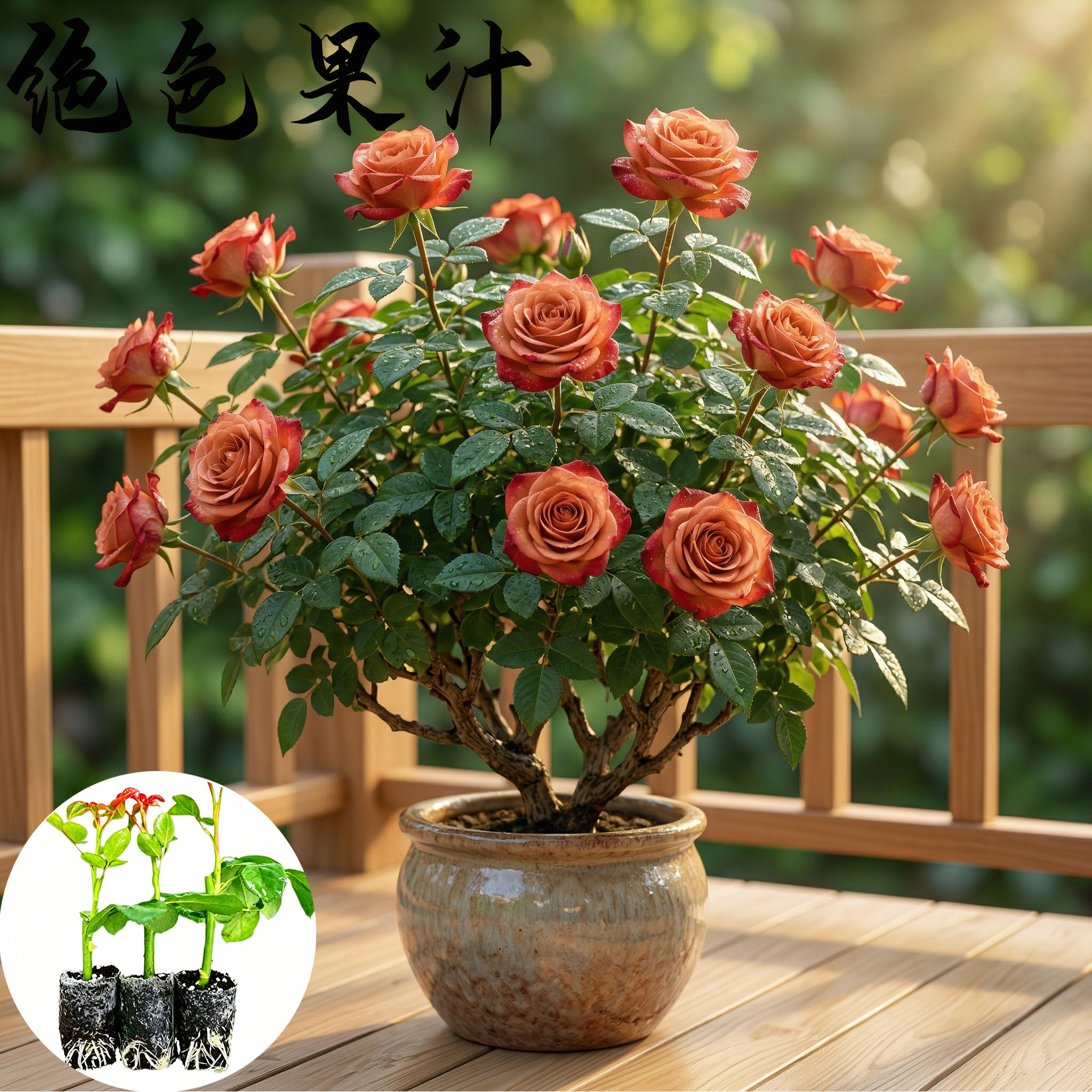 卡布奇诺月季花苗小苗大花浓香品种月季苗阳台庭院绿植盆栽花卉